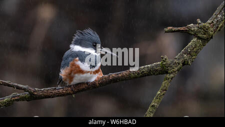 Belted Kingfisher in Pennsylvania Stock Photo