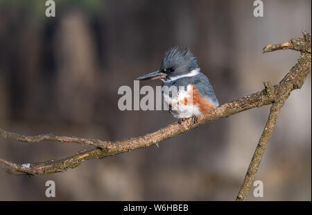 Belted Kingfisher in Pennsylvania Stock Photo