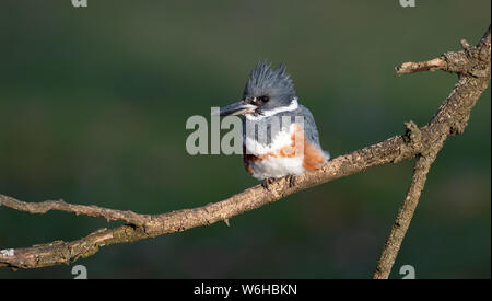 Belted Kingfisher in Pennsylvania Stock Photo