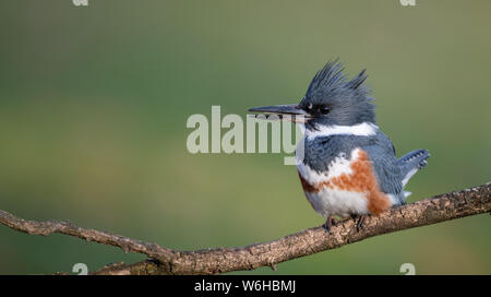 Belted Kingfisher in Pennsylvania Stock Photo