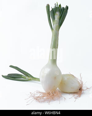 Two freshly harvested onions - White onions with green bouquet on a white background - Close-up Stock Photo