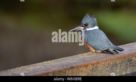 Belted Kingfisher in Pennsylvania Stock Photo