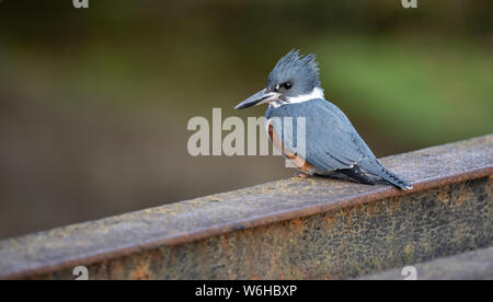 Belted Kingfisher in Pennsylvania Stock Photo