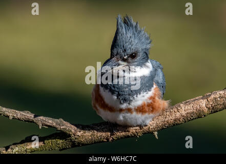Belted Kingfisher in Pennsylvania Stock Photo