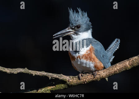 Belted Kingfisher in Pennsylvania Stock Photo