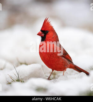 Cardinal in the Snow on an Evergreen Stock Photo