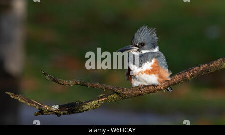 Belted Kingfisher in Pennsylvania Stock Photo