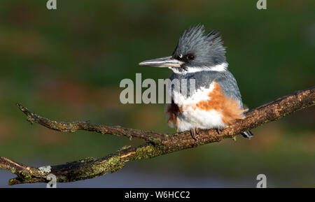 Belted Kingfisher in Pennsylvania Stock Photo