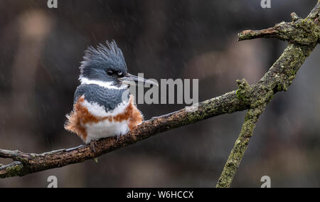 Belted Kingfisher in Pennsylvania Stock Photo