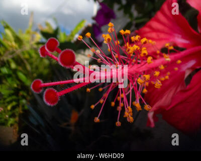 Extreme close-up showing the details of a hibiscus flower in a garden Stock Photo