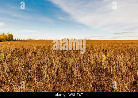 A field of ripened Fava Beans ready to be harvested: Namao, Alberta, Canada Stock Photo