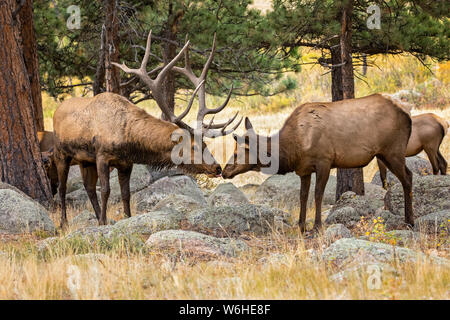 Bull elk (Cervus canadensis) with cow and calf; Denver, Colorado, United States of America Stock Photo