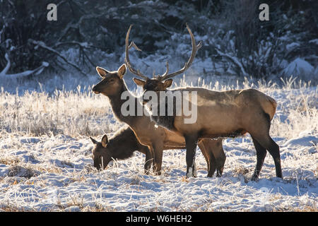 Bull elk (Cervus canadensis) with cow elk and calf; Denver, Colorado, United States of America Stock Photo