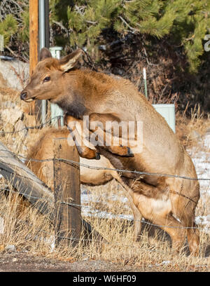 Cow elk (Cervus canadensis) leaning on a post and trying to get over fence; Denver, Colorado, United States of America Stock Photo