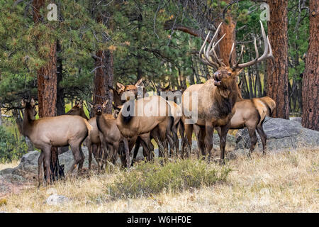Bull elk (Cervus canadensis) with cow elk and calves; Denver, Colorado, United States of America Stock Photo