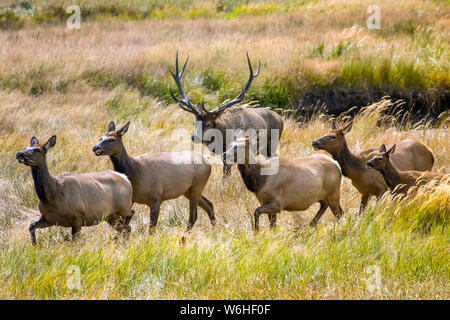 Bull elk (Cervus canadensis) with cow elk and calf walking through tall grasses in a field; Denver, Colorado, United States of America Stock Photo