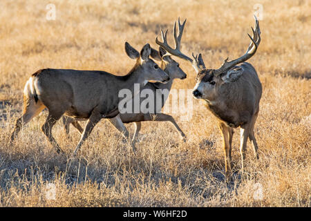 Mule deer (Odocoileus hemionus) buck and doe walking together through grass field; Denver, Colorado, United States of America Stock Photo