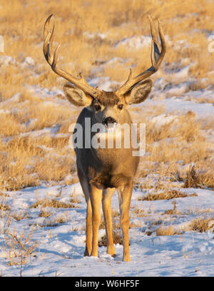 Mule deer buck (Odocoileus hemionus) standing in a grass field with traces of snow; Denver, Colorado, United States of America Stock Photo