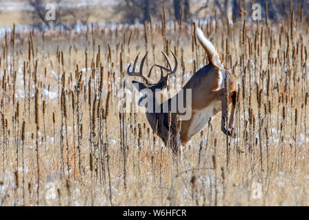 White-tailed deer (Odocoileus virginianus) buck jumping through a field with traces of snow; Denver, Colorado, United States of America Stock Photo