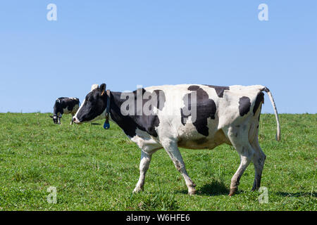 Black and white Holstein dairy cow walking across a lush green spring pasture Stock Photo