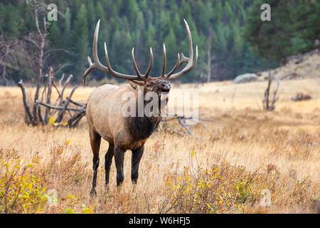 Bull elk (Cervus canadensis) bugling in a field; Denver, Colorado, United States of America Stock Photo