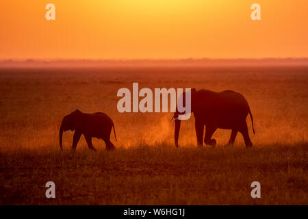 African Elephant (Loxodonta africana) cow and calf kicking up dust while walking through grassy plains, backlit by setting sun, Katavi National Park
