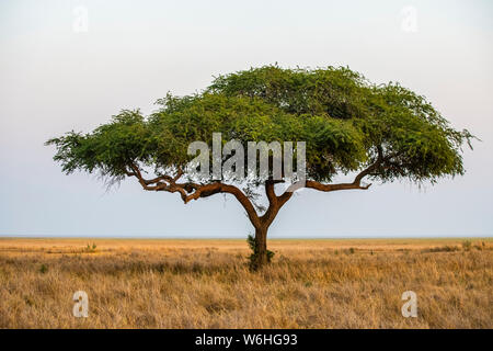 A lone acacia tree on the edge of the Katavi Plain in Katavi National Park; Tanzania Stock Photo