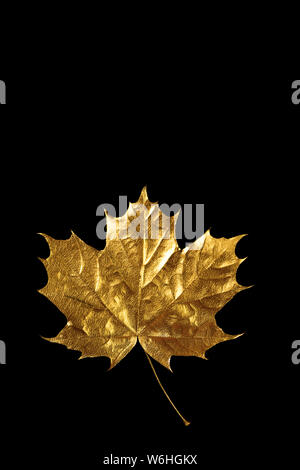 autumn Golden maple leaf on black background Stock Photo