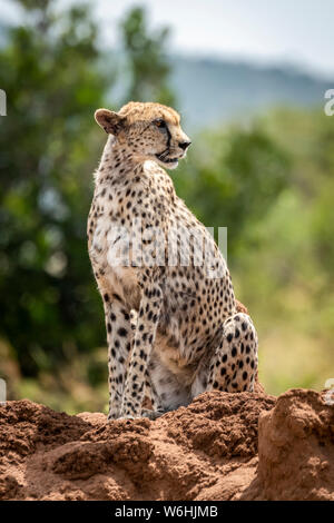 Cheetah (Acinonyx jubatus) sits on termite mound turning head, Serengeti; Tanzania Stock Photo