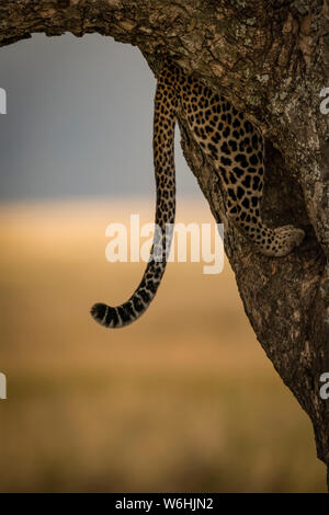 Tail of leopard (Panthera pardus) hangs down while climbing tree, Serengeti; Tanzania Stock Photo