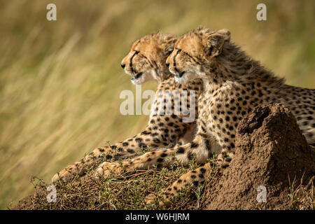 Close-up of cheetah cubs (Acinonyx jubatus) by termite mound, Serengeti; Tanzania Stock Photo