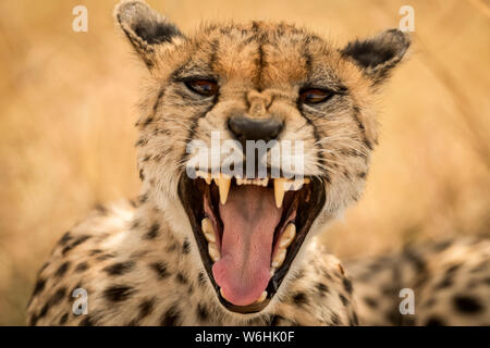 Close-up of female cheetah (Acinonyx jubatus) yawning at camera, Serengeti; Tanzania Stock Photo