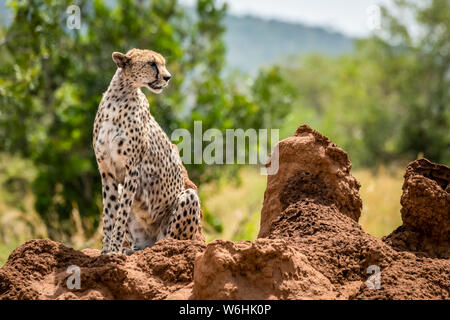 Cheetah (Acinonyx jubatu) sitting on termite mound turning head, Serengeti; Tanzania Stock Photo