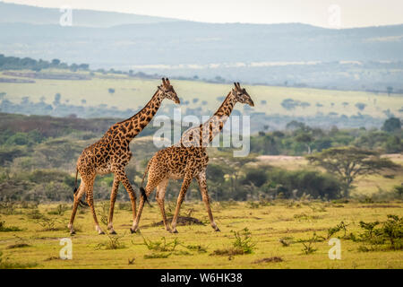 Two Masai giraffe (Giraffa camelopardalis tippelskirchii) walking across grassy plain, Serengeti; Tanzania Stock Photo
