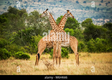 Two Masai giraffe (Giraffa camelopardalis tippelskirchii) crossing necks by trees, Serengeti; Tanzania