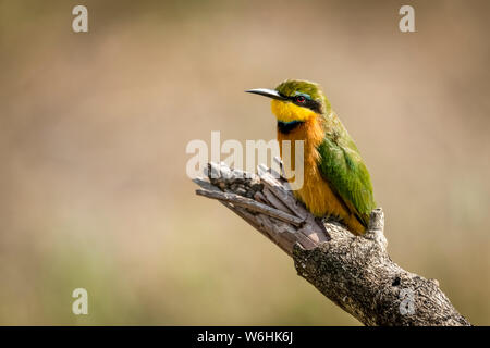 Little bee-eater (Merops pusillus) on dead branch facing left, Serengeti; Tanzania Stock Photo