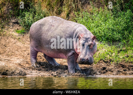 Hippopotamus (Hippopotamus amphibius) turns towards camera on river bank, Serengeti; Tanzania Stock Photo