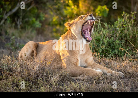 Lioness (Panthera leo) lies in dappled sunshine yawning widely, Serengeti; Tanzania Stock Photo