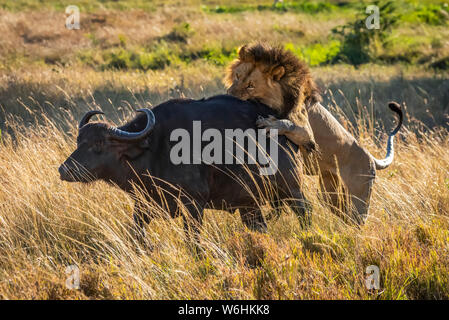 Male lion (Panthera leo) attacks Cape buffalo (Syncerus caffer) from behind, Serengeti; Tanzania Stock Photo