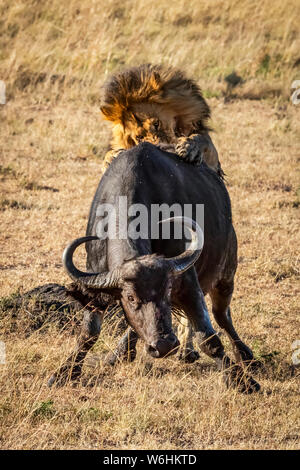 Male lion (Panthera leo) pushed down Cape buffalo (Syncerus caffer) from behind, Serengeti; Tanzania Stock Photo