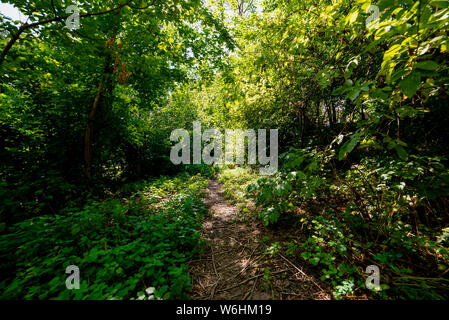 Dirt walking path through the Forest or park. Stock Photo