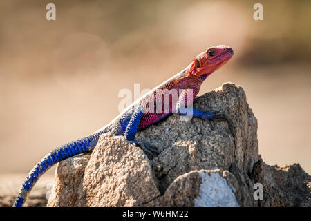 Spider-Man agama (Agama mwanzae) lizard basks on sunlit rock, Serengeti; Tanzania Stock Photo