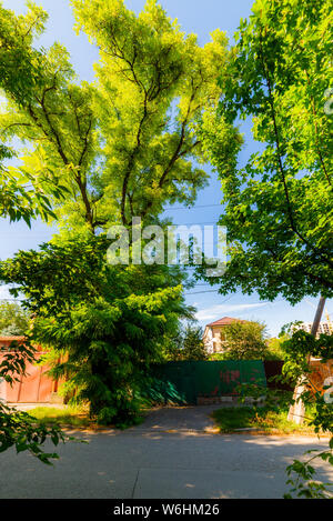 Beautiful big tree acacia in the street city. Stock Photo