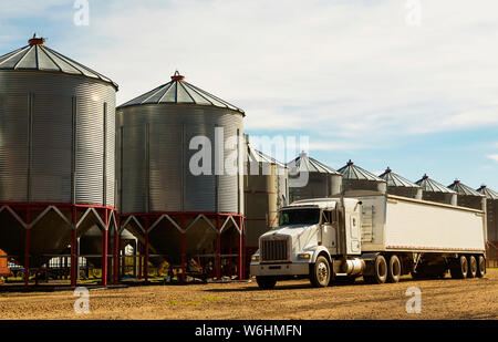 A grain truck parked in front of metal silos during harvest; Legal, Alberta, Canada Stock Photo