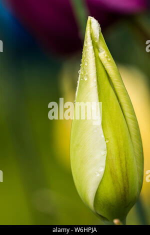 Tulips prepare to open in the spring in an Oregon flower bed; Astoria, Oregon, United States of America Stock Photo