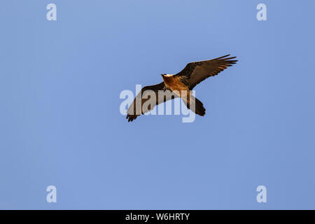 Lammergeier, also known as the bearded vulture (Gypaetus barbatus), in flight in a blue sky; Lalibela, Amhara Region, Ethiopia Stock Photo