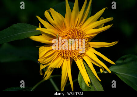 Bright Yellow False Sunflower in prairie field. Flowering plant in Asteraceae Family. Rhizomatous herbaceous perennial. Heliopsis Helianthoides. Stock Photo