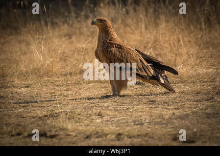 spanish imperial eagle Aquila adalberti Stock Photo