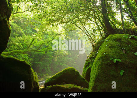 Fresh green Kikuchi Gorge, Kumamoto Prefecture, Japan Stock Photo