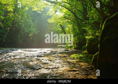 Fresh green Kikuchi Gorge, Kumamoto Prefecture, Japan Stock Photo